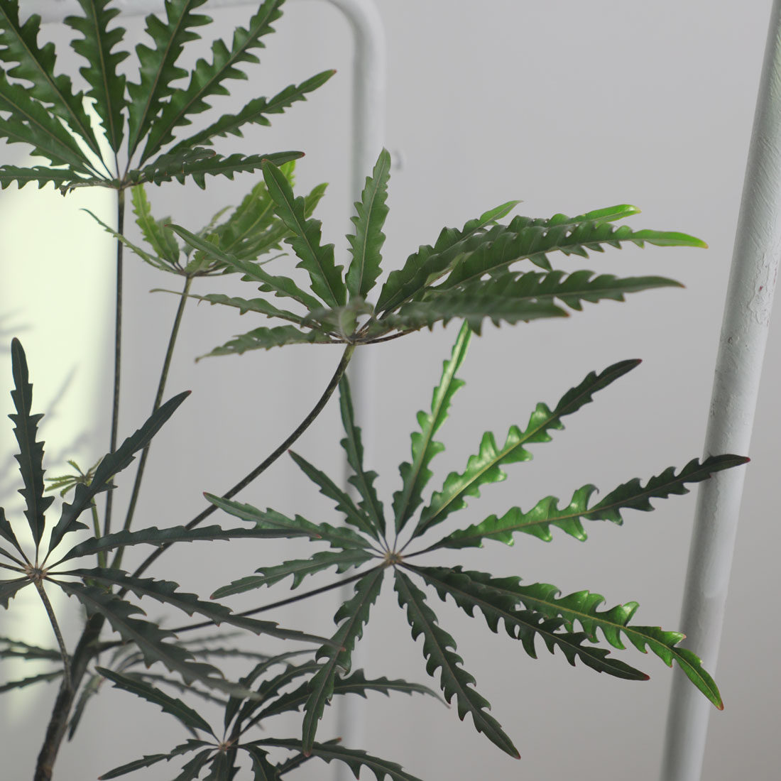 自然孔雀木老桩植物耐阴好养易活客厅室内绿植绿植