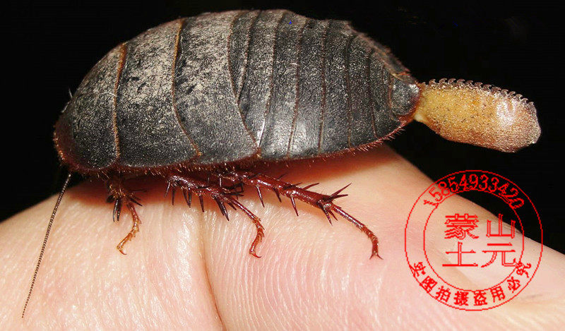 大母虫活体土元地鳖虫种虫产卵母土鳖接骨虫骨折用礼品500g包邮