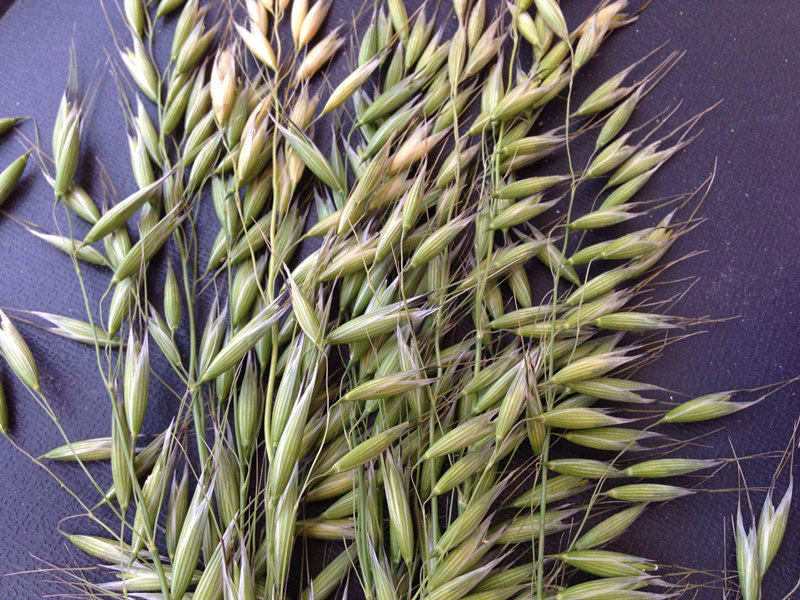 包邮 燕麦粒 野麦 粗粮500g满3斤 优质燕麦米 雀麦 燕麦仁 - 痕风的