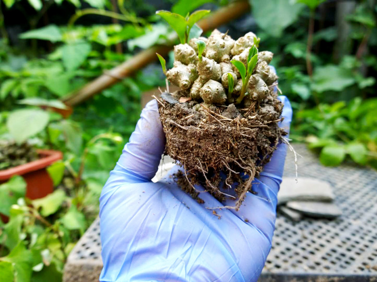 盆栽块根三七大块盆景室内绿植家养七多年老绿植