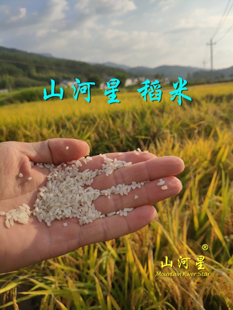 超优千号湘两优900杂交水稻种子产量高产多抗倒超级稻种大米质优