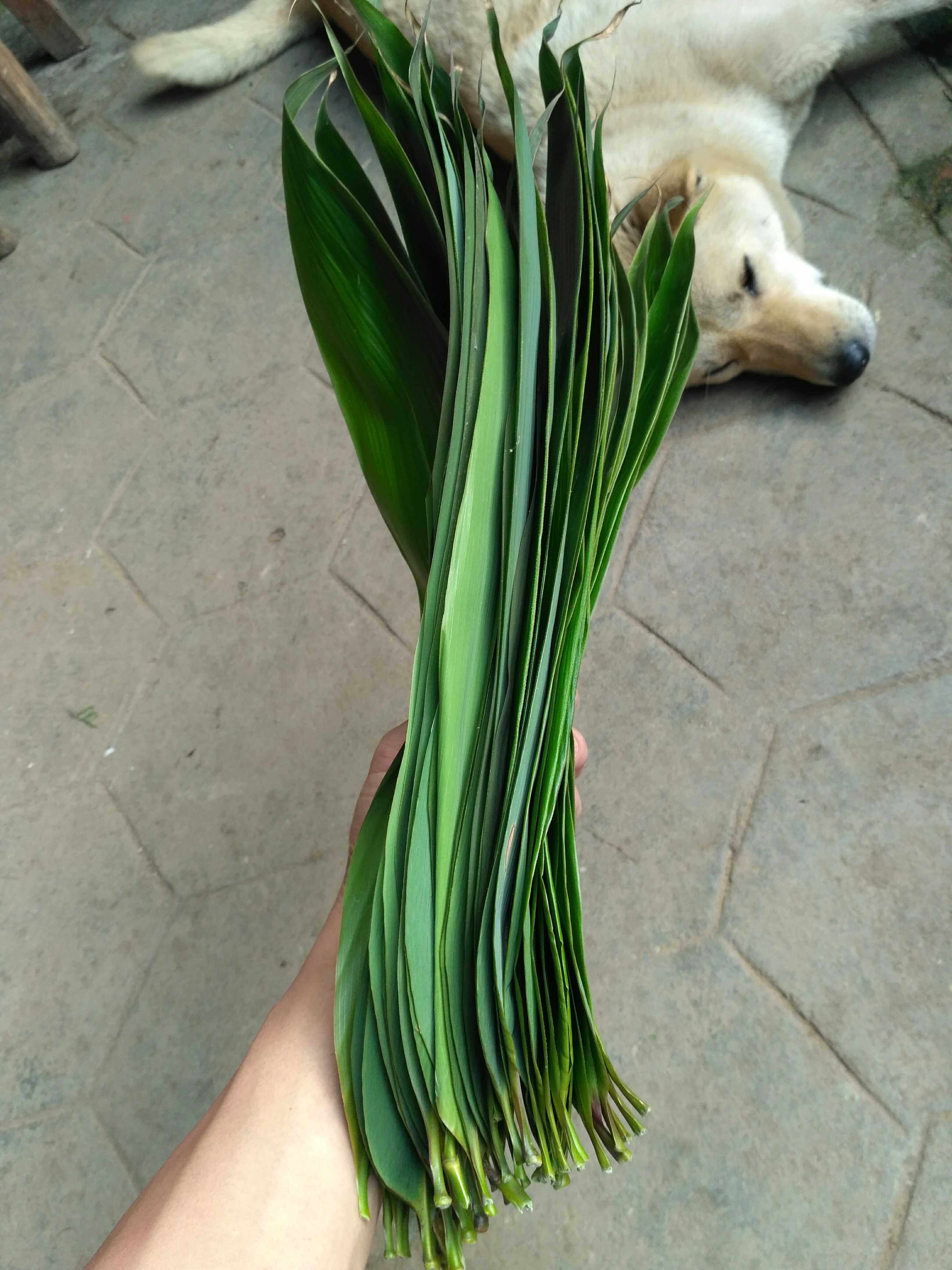 子叶粽子山河星粽叶新鲜生态端午节箬叶大粽廖叶叶菜类