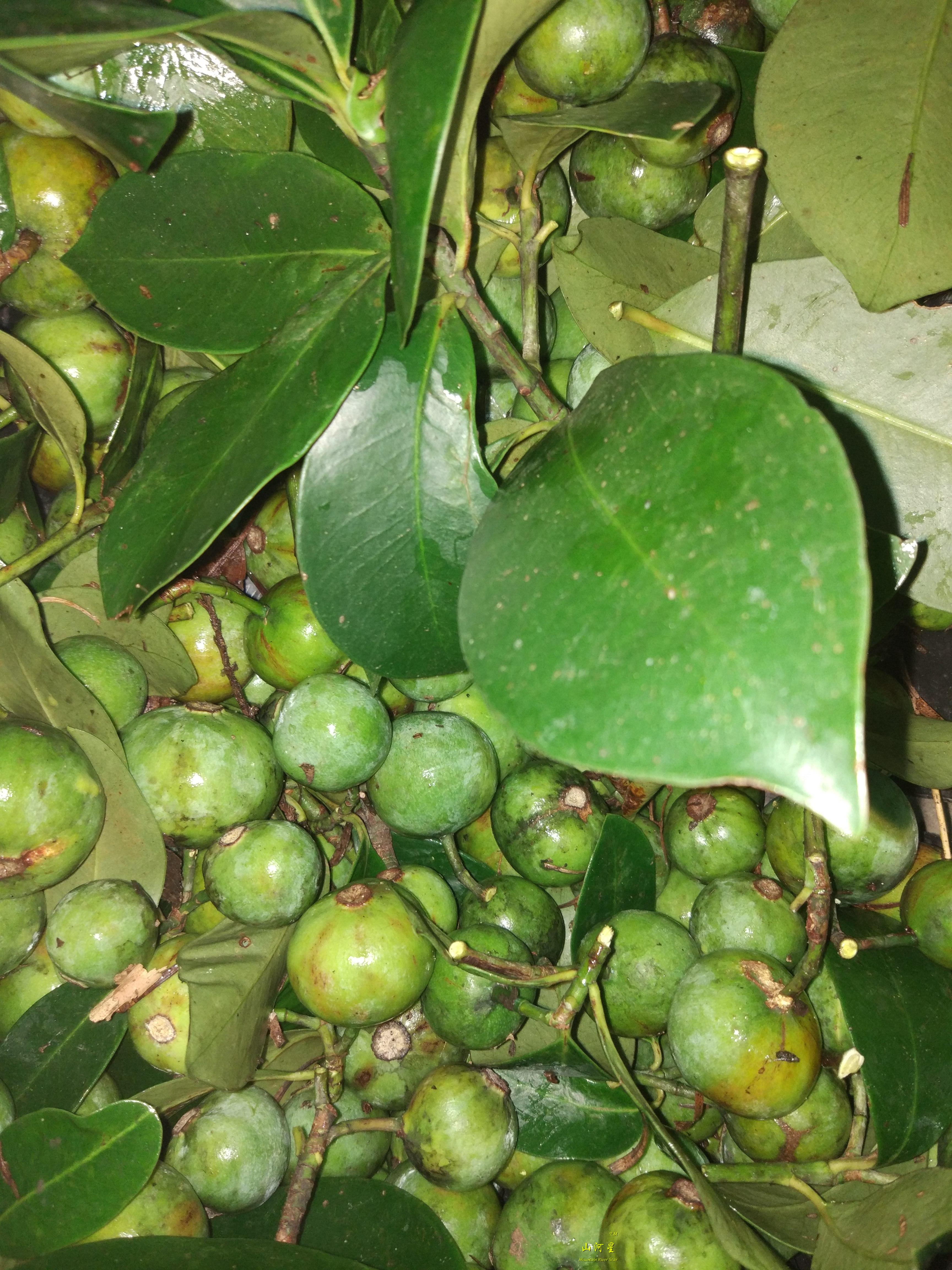 竹子生态水果果酸野果山黄皮木竹橘黄牙果多花山竹