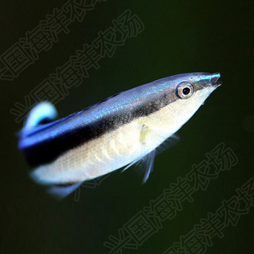 医生飘飘裂唇海水活体兴国海洋农场快递发货鱼