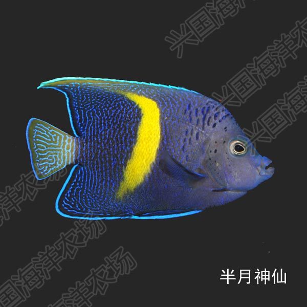 神仙红海半月活体海水鱼紫月大型鱼海观赏宠物鱼