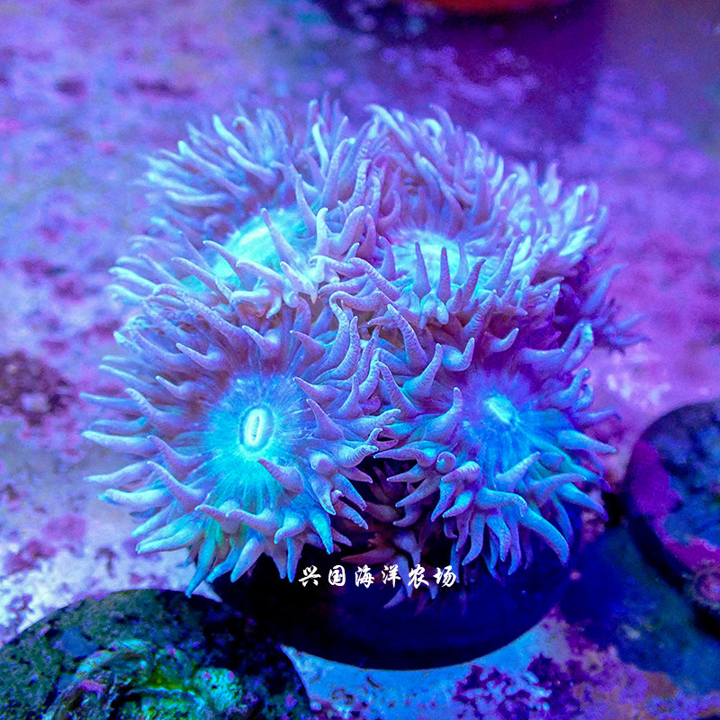 珊瑚澳洲灯琴珊瑚海海葵lps海水鱼缸活体兴国其它水族宠物