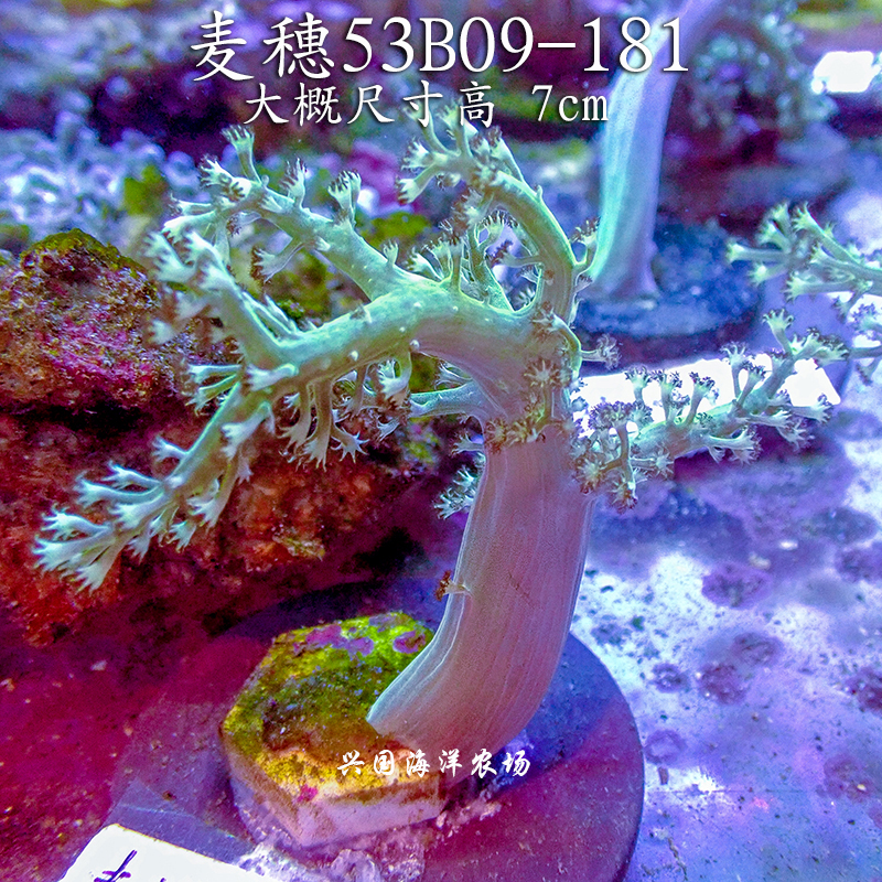 人工日本麦穗 麦穗珊瑚lps活体皮革珊瑚可繁殖包活兴国海洋农场 爱