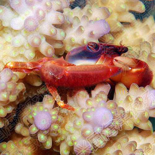 梯形草莓火焰蟹活小螃蟹sps硬骨珊瑚共生清理蟹
