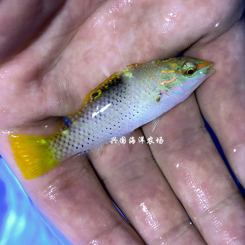 黄花龙四齿六线隆头鱼翻沙吃六线海活体海水快递鱼