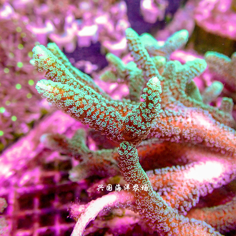 鸟巢南太所罗门绿底粗枝荧光sps硬骨珊瑚珊瑚海其它水族宠物