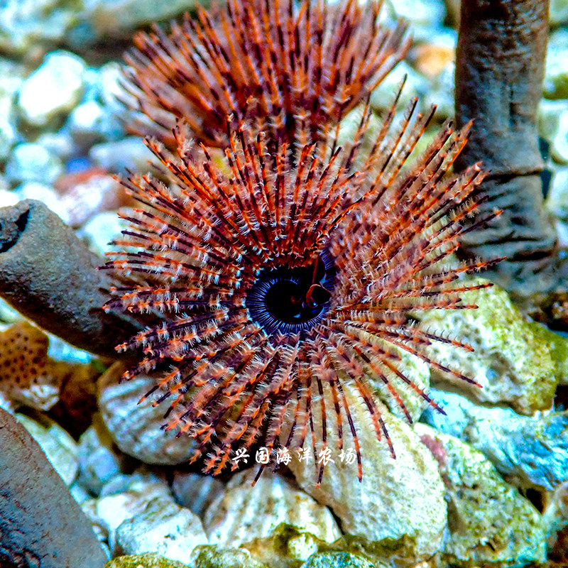 软管活体管虫珊瑚软体动物长须羽毛海水鱼缸其它水族宠物