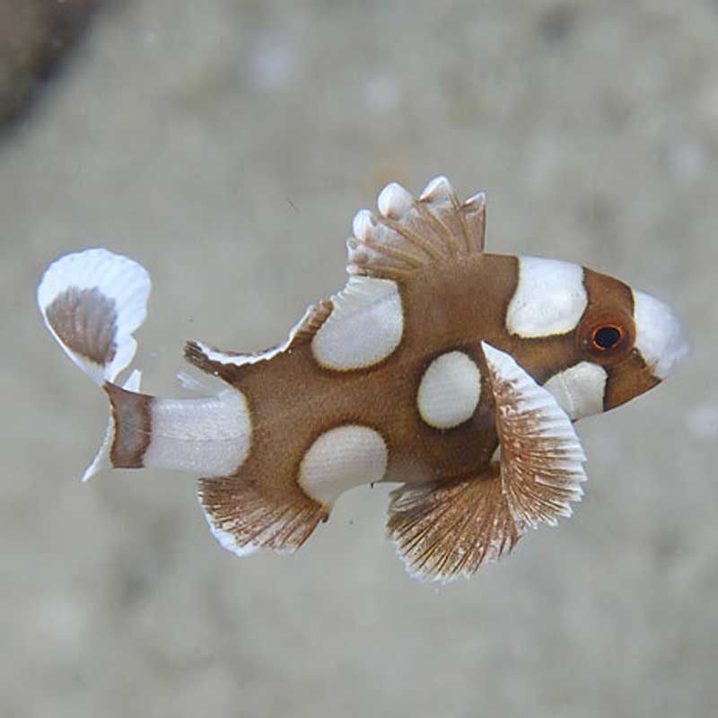 燕子花旦小丑石鲈朱古力活体海水鱼海缸观赏生物快递包活