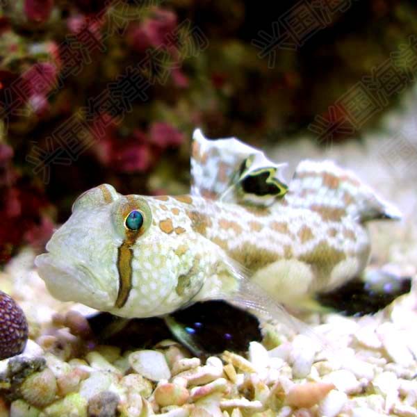 虾虎驱车蟹眼活体海水观赏鱼海珊瑚翻砂钻石哨兵鱼