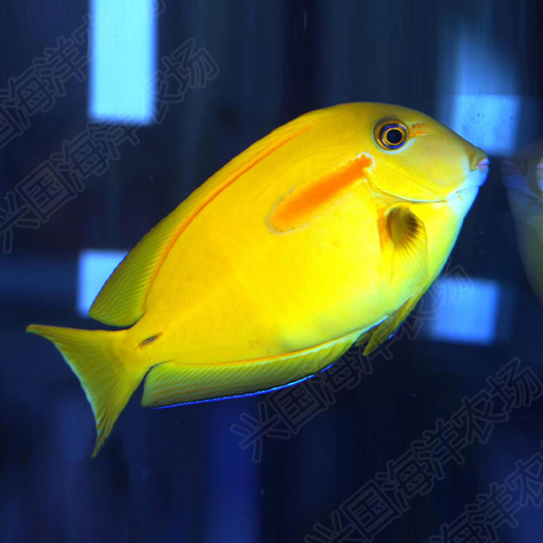 一字海水活体倒吊类食藻快递发货定水包成鱼鱼