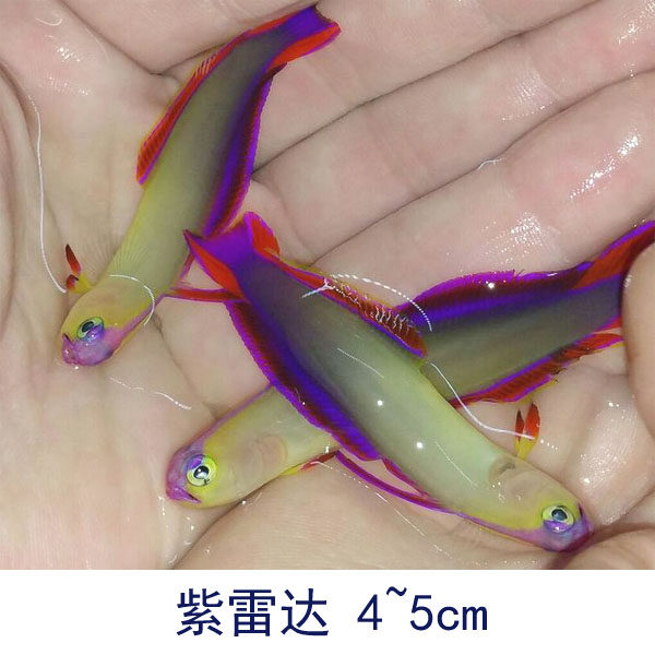 紫雷达 活体海水观赏鱼缸紫色 小型鱼紫玉雷达海水鱼快递发货包活