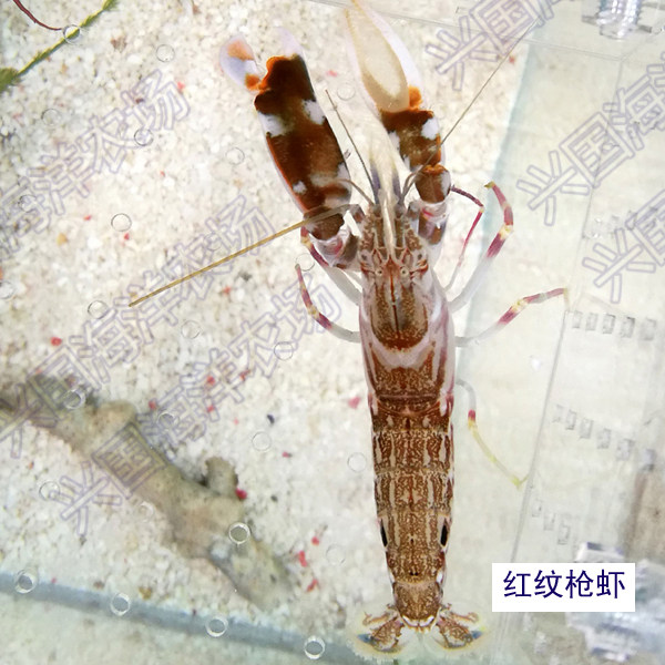 活体枪虾红纹绿枪虾鼓海水鱼缸观赏生物虾类虾