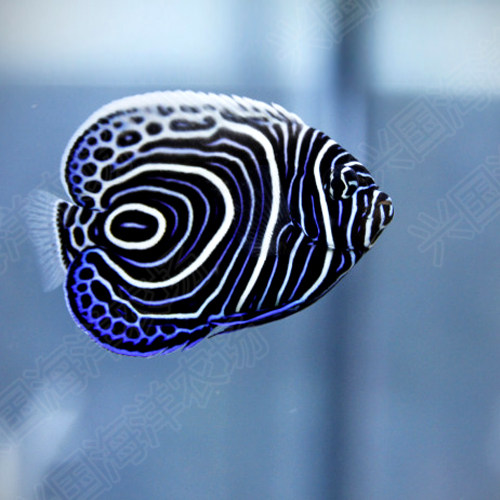 蓝圈海水鱼活体篮圈神仙皇后神仙幼鱼进口海缸观赏鱼快递包活