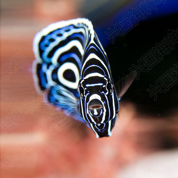 美国红鹰 2b鱼 2b脸火焰鹰鱼海水观赏鱼活体红色小鱼快递发货包活