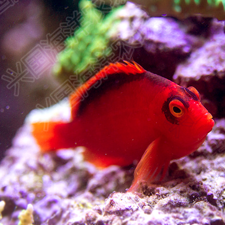 2b美国红鹰火焰鹰鱼海水观赏鱼活体红色小鱼鱼