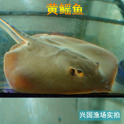 黄鳐鱼活体鲨鱼魟鱼虹鱼瑶鱼海水观赏鱼快递大型鱼