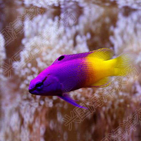 美国鬼王天堂草莓活体海水珊瑚安全养定开口鱼