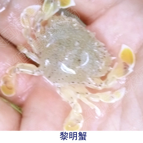 黎明蟹 翻沙蟹海水鱼缸活体黄色小螃蟹翻砂海星利器快递包活 - 购吧网