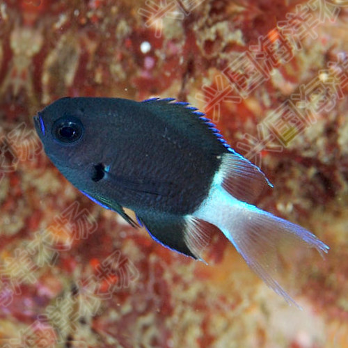 白尾雀黑白魔白尾半身魔海海水鱼缸活体雀雕小型鱼