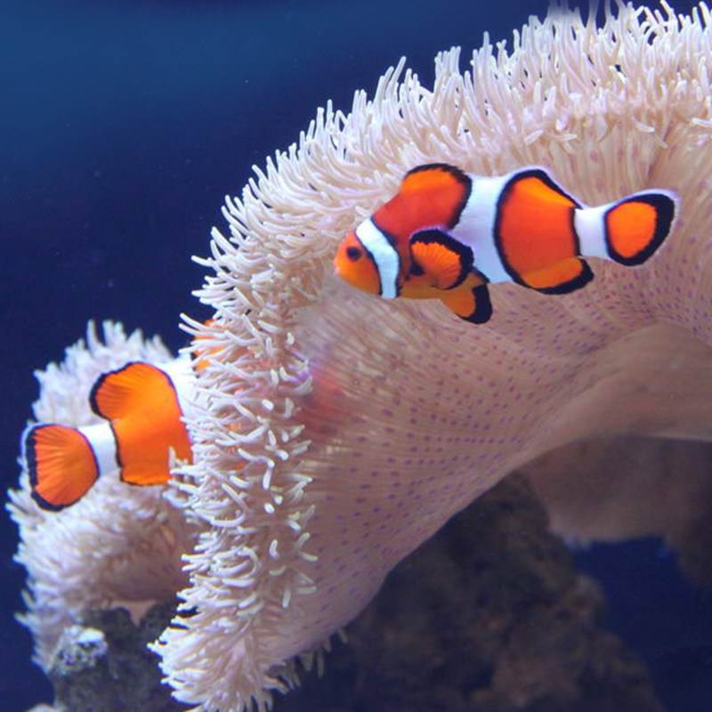 小丑鱼活体人工海水兴国海洋快递包活黑公子小丑鱼