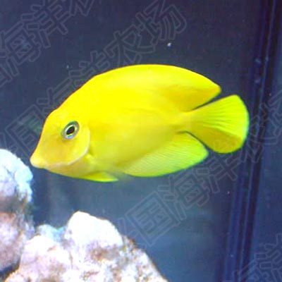 黄吊海水鱼缸活体黄倒吊食屎吊蓝吊黄一字吊吃鱼