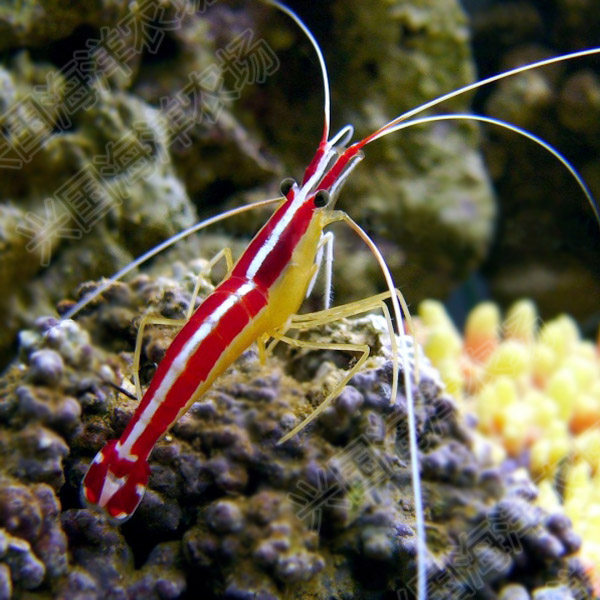 海水清洁医生活体进口虾海生物寄生虫包活鱼