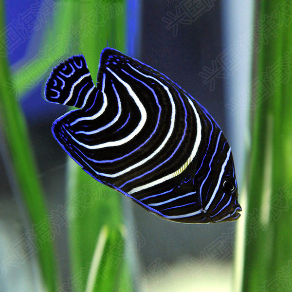 蓝纹北斗神仙幼鱼海水活体鱼海观赏宠物快递鱼