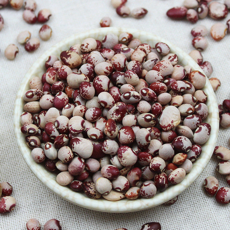 猫豆1斤五谷杂粮种子熊猫豆豆浆豆子新熊芸豆汤饭其它