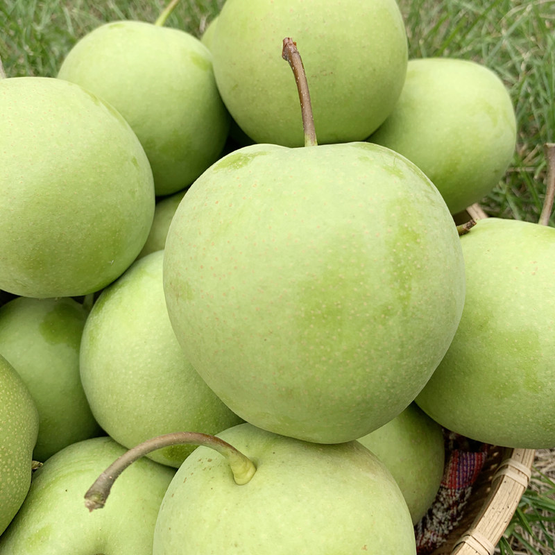 东北延边朝鲜族特产洋梨杨梨九月新鲜应季孕妇梨