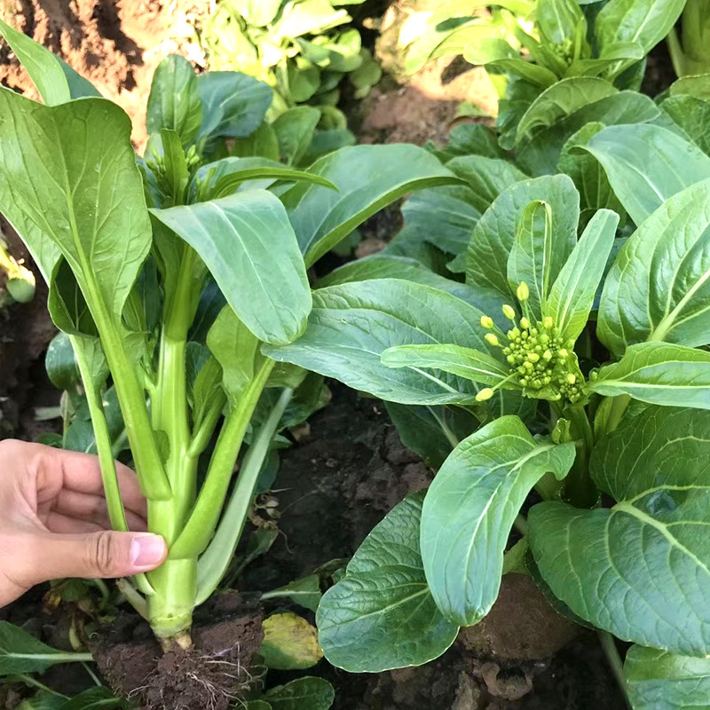 菜心正源矮脚45天种子种籽菜苔四季四九蔬菜家庭园艺种子