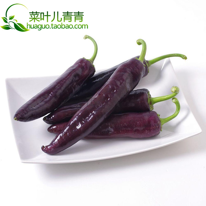 紫妃尖椒种子紫色辣椒尖椒高早熟辣椒种子种孑蔬菜种籽