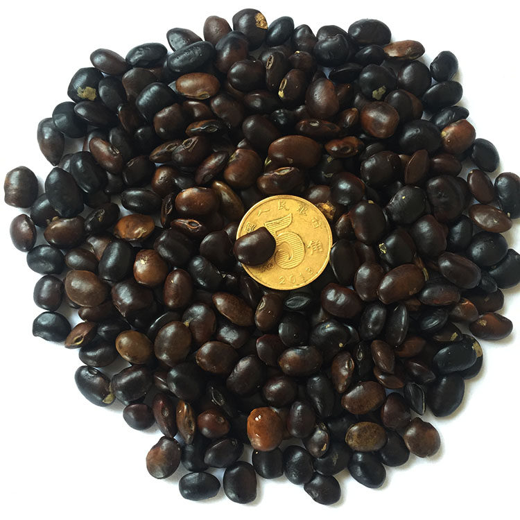 新采国槐种子速生国槐树种子黄花槐红花槐刺槐种子紫穗槐刺槐树籽