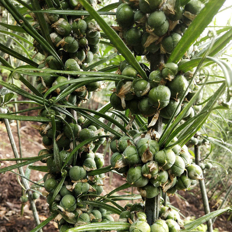 黄精种子药材四川鸡头老虎姜鸡爪鸡爪爪子参黄家庭园艺种子