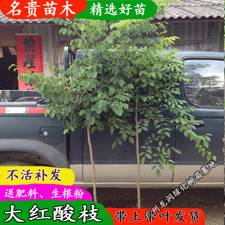 酸枝越南大红名贵红木树种珍稀树苗老挝交趾绿植