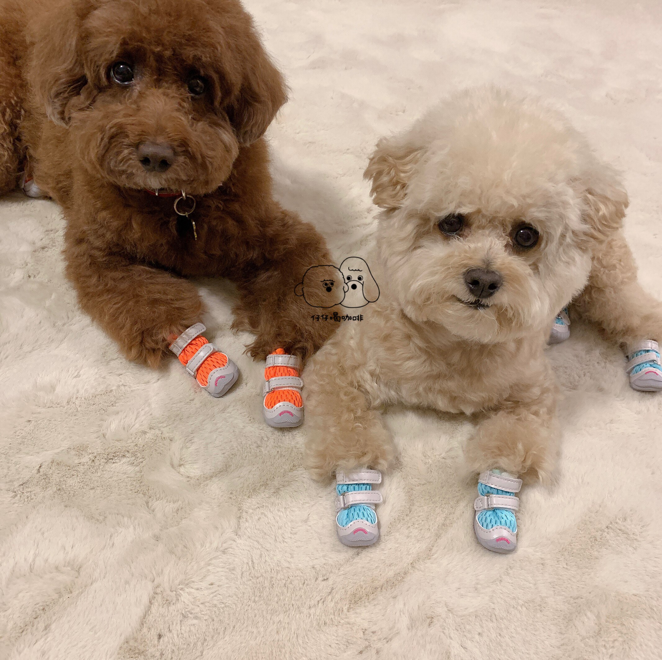 仔仔咖啡fokwow宠物狗泰迪迪比中小型鞋子透气结实宠物鞋子