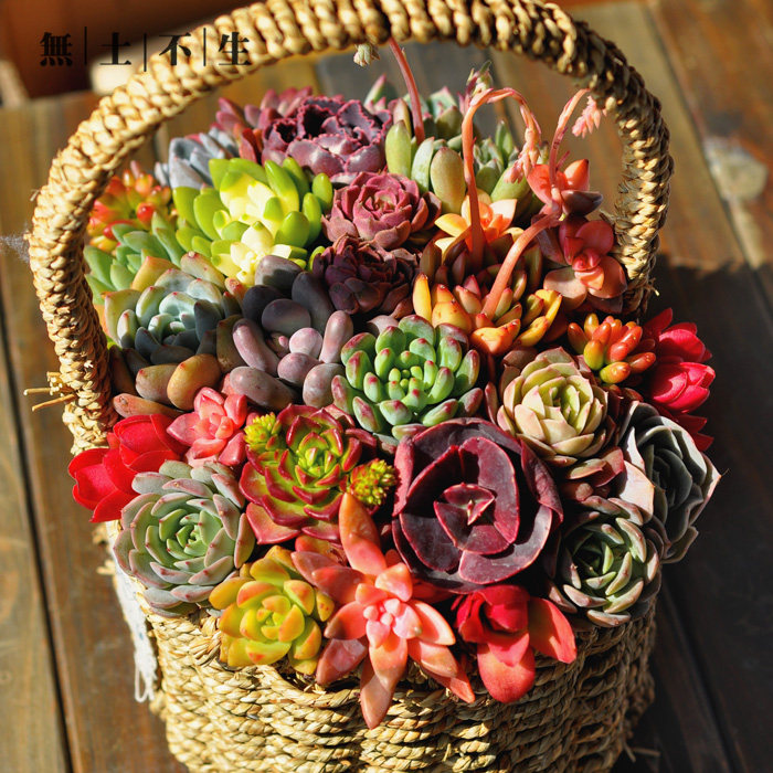 多肉组合礼盒植物盆栽女神礼物花篮套装成品多肉植物