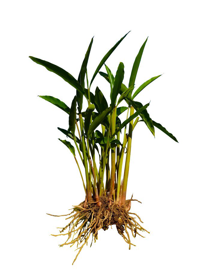 大号5株砂仁艳山姜苗规格6580公分修枝水毯裹根砂仁