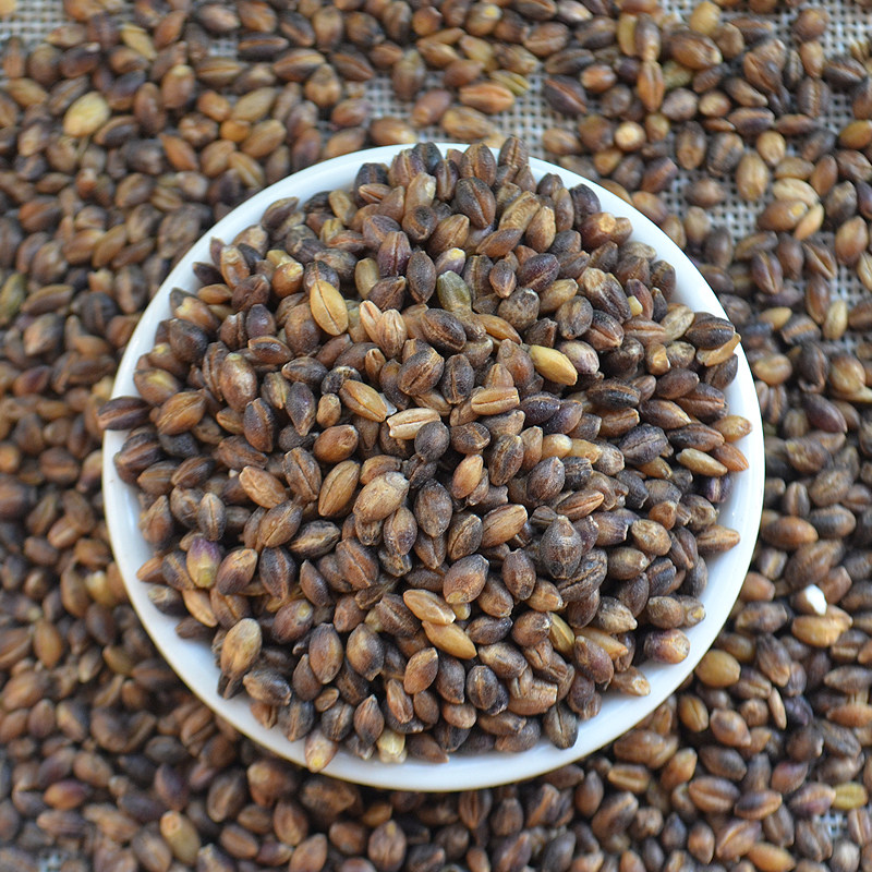 高原特产黑青稞米 带皮黑青稞仁 谷物粗粮发芽种子 500g 5斤包邮