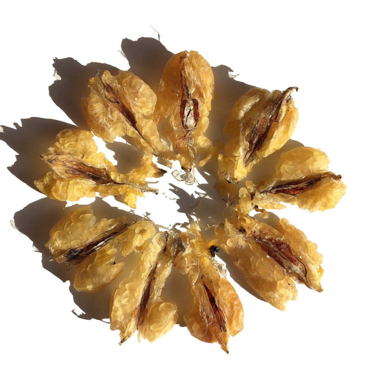 长白山雪蛤油林蛙油雪哈蛤蟆油雪蛤膏干货5年龄10克 - 偶遇鞋吧