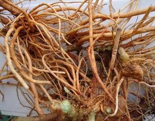现挖野生土牛膝土牛夕蔡鼻草土牛七倒扣草倒钩草粗毛牛膝