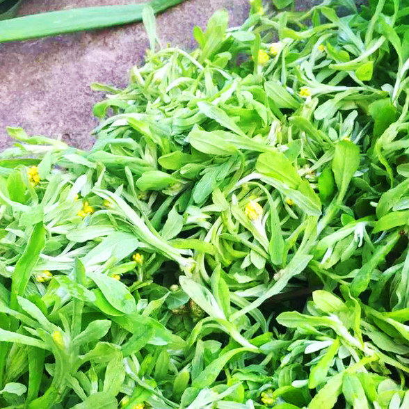 安徽安庆特产潜山岳西新鲜毛香粑水萩粑水菊水秋粑清明草粑粑10个