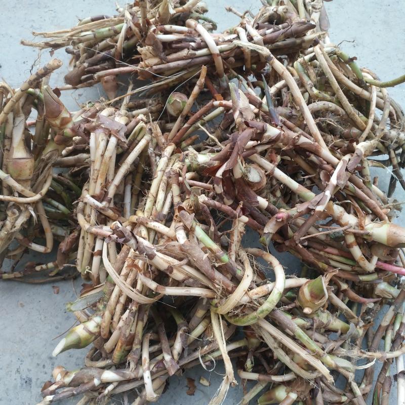 春砂仁根新鲜现挖阳春特产产生砂仁根天然种植砂仁
