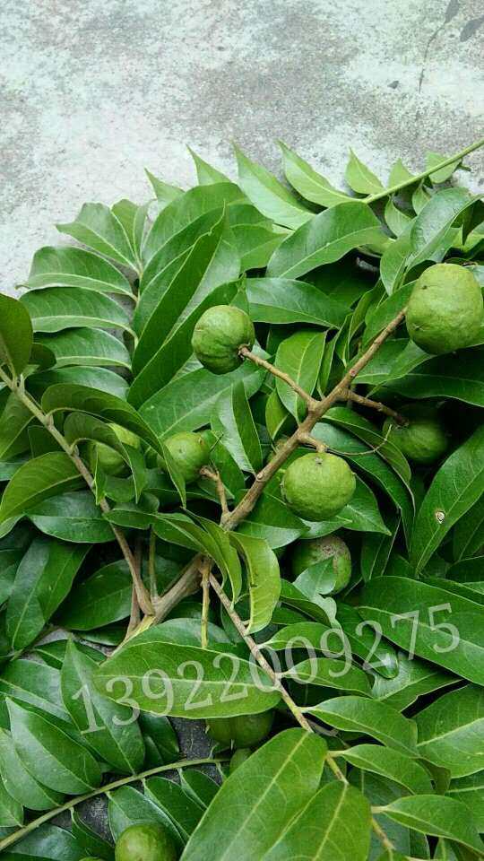 面子广东阳春仁面新鲜生果人人面果生仁稔银莲其它