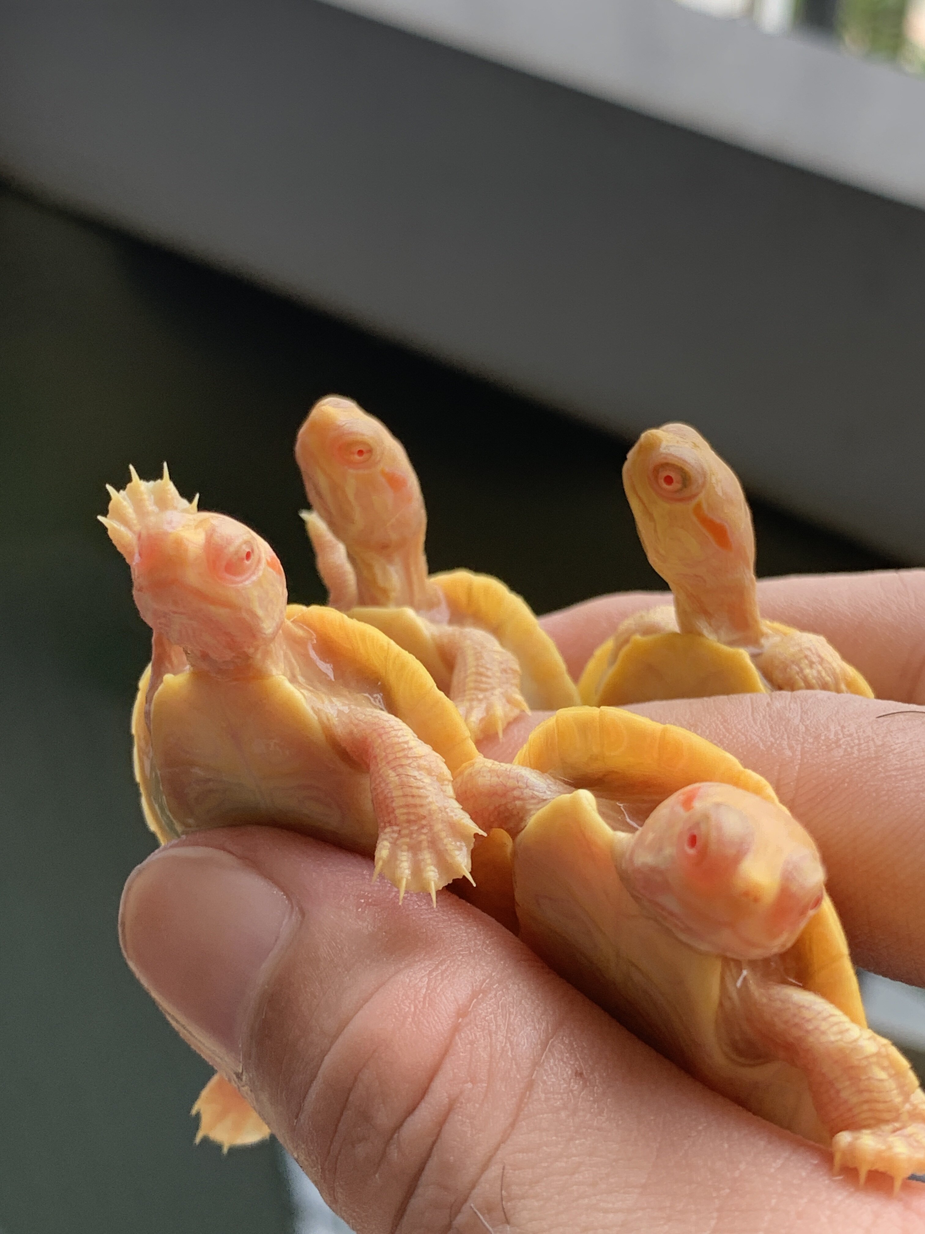 变异白化红纹焦糖黑珍珠黄金果冻草暗红眼巴西龟