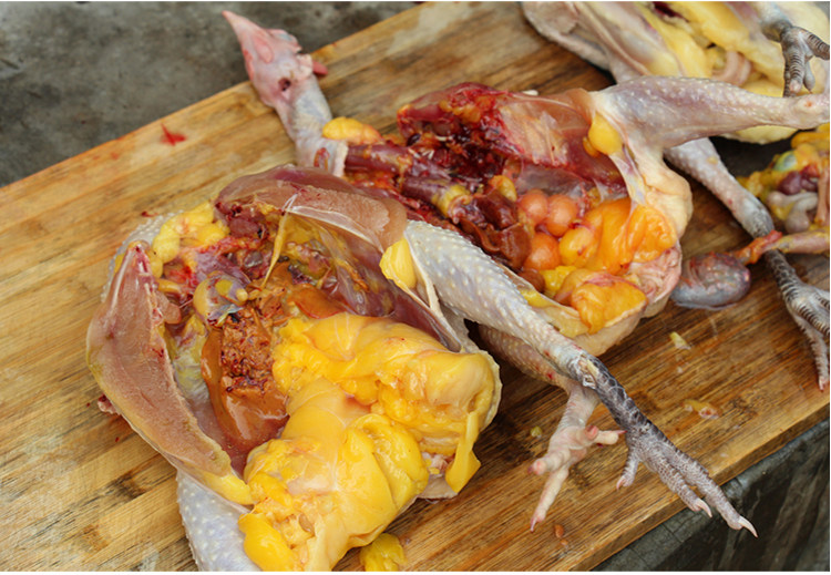 母鸡土鸡放养散养农家现杀新鲜老母柴鸡草鸡整鸡