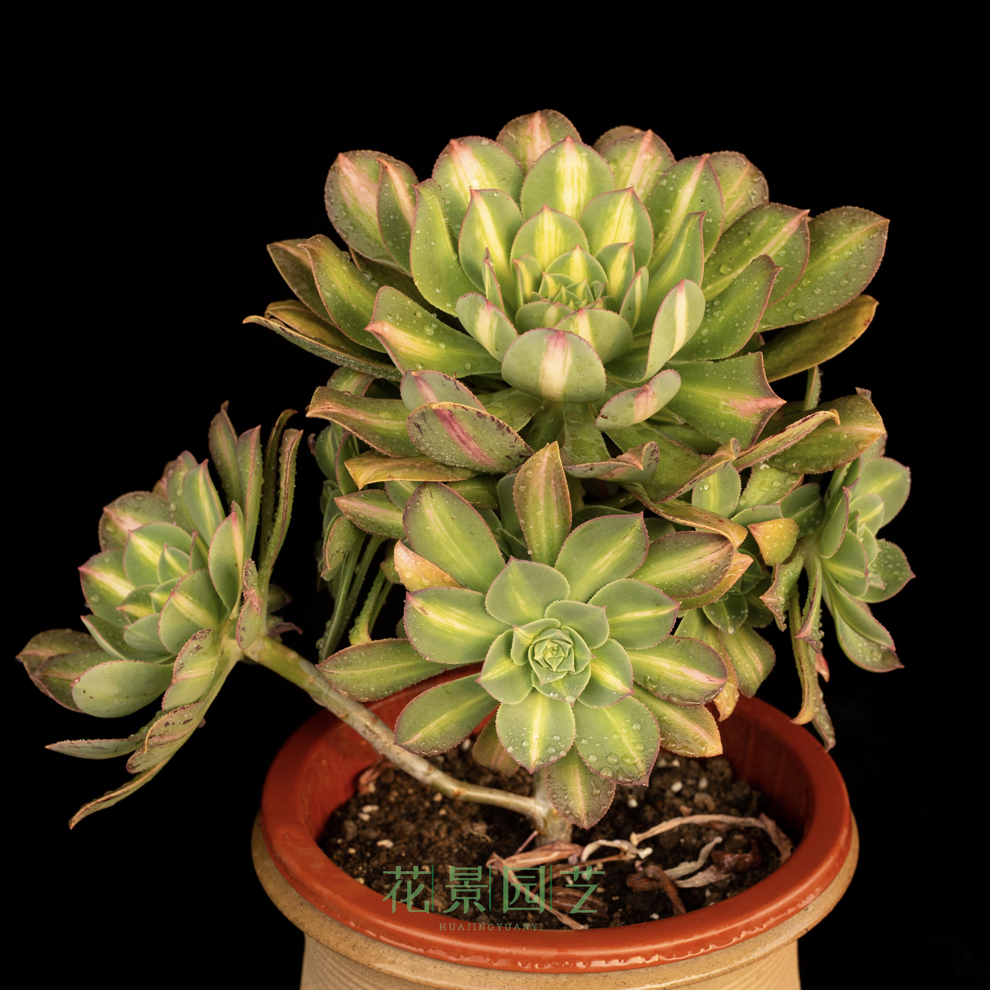 法师花景园艺黄中斑灿烂中斑拉丝锦多多肉植物